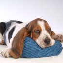 이삭애견훈련소 이미지