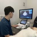 U_만성질환관리센터(동탄) | 동탄 장지동 동물병원에서 강아지 심장 초음파가 언제 필요한지 알려드려요