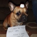 라온제나 이미지