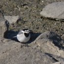 학익빗물펌프장 이미지