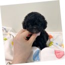 스마일퍼피 강아지분양 동탄점 | 동탄에서 만난 사랑스러운 말티푸 분양 후기