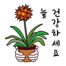 핑크판도라