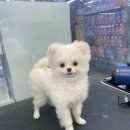 펫마트 강아지 논산점 이미지