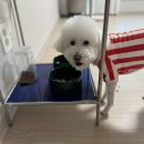 라비앙도그 이미지