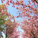 문수사 주차장 | 서산 문수사 겹벚꽃 절정 후기(4월 23일) 주차 꿀팁까지 총정리