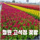 2025년10월02일 (월) 고석정꽃밭.연천댑싸리.세라비.직탕폭포 러브 이미지