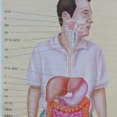 탈수의 증상들/ 상부소화기(속쓰림,소화불량) - 17. 소화에 대한 이해 - 공부합시다! 이미지