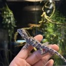 파충류샵 스마일게코 이미지