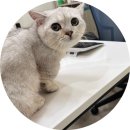 비비펫동물병원 | [집사일기] 고양이 중성화(먼치킨) 본펫동물병원 후기 + 고양이 다발성근염