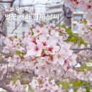 본 | 도쿄 4월 날씨 옷차림 벚꽃 대신 투어스 일본 팬미팅 본 후기