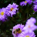 위밍 by 노블스위밍 랩 이미지