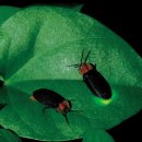 반딧불이 이미지