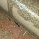 하리교 | 생태도시 순천