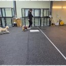 행복한하루 | 일산애견유치원 우리 아이 행복한 하루! 댕봄 후기