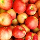 사과 수확중 이미지