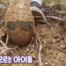 남매약초