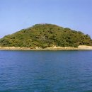 완도 주도 상록수림 이미지