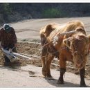 고향내음 이미지