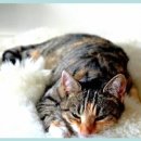 성심동물병원 이미지