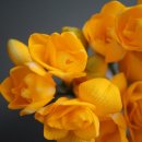 프리지아 이미지