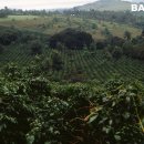 커피 생산지를 가다 [ 9 ]- 탄자니아 ( Tanzania ) 이미지
