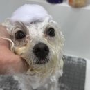 도그비숑 이미지