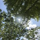 성호로1L | 200427 :: 오랜만에 KBS / 버거킹 / 캔들워머