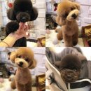 엘레강스펫샵 이미지