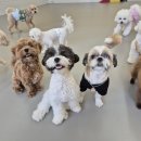 바미애견유치원 이미지