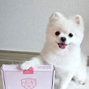 아이언펫