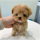 배곧애견샵 이미지