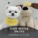 견사무소 애견미용실 | [의정부애견미용] 스트레스 없는 여름 맞이 포메 미용, 시바견 목욕 정착 후기 '멍빨그루밍'