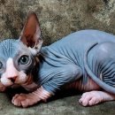 의정부강아지분양 고양이분양 마이펫브로 의정부점 이미지