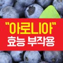 아로니아의효능 암 치유에기여 이미지