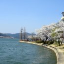 4월 17일(일요일)경주 보문단지 벚꽃여행+남산 산행 안내!! 이미지