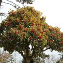 장도청해진유적지 이미지