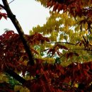 물들어간다는 것은 이미지