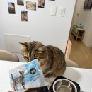 그날, 간식 | 고양이 수분 보충제 간식 퓨리나 프로플랜 하이드라케어 일주일 체험 후기