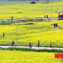 낙동강관리본부 대저생태공원 4 이미지