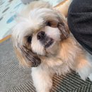 뉴욕도그랜드 이미지