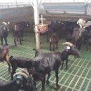 초평농장 이미지