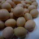산골청국장