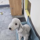 안녕, 상이 친구들! 이미지