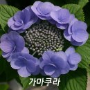 디엘마르 Daum카페