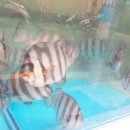 진주횟밥집 이미지