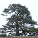 익산신작리곰솔 - 1317 | 익산신작리곰솔