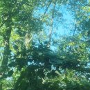 팔공산금화자연휴양림 이미지