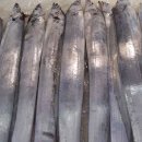 제주은갈치 이미지