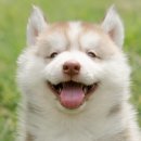 캥거루동물병원 이미지