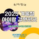 오색슈퍼 | 아침고요수목원 야간개장 크리스마스 아이랑 갈만한 곳 by. 덴마크 슈퍼 프리미엄 분유 루비락 골든그램3